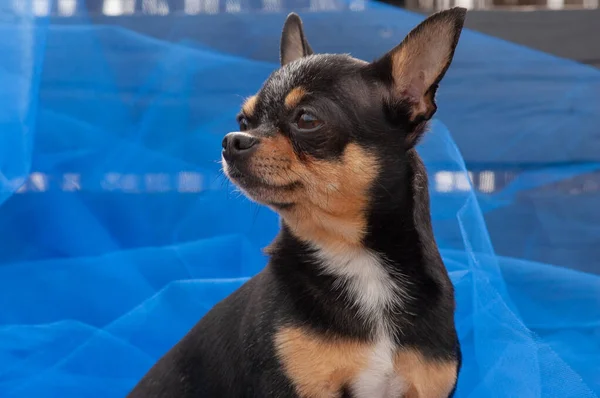 Τσιουάουα Σκυλί Στέκεται Στο Μπλε Πανί Τσιουάουα Μπλε Ύφασμα Chihuahua — Φωτογραφία Αρχείου