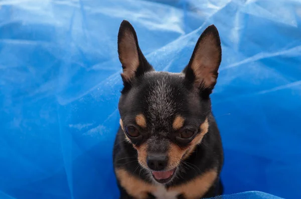 Perro Chihuahua Pie Sobre Tela Azul Chihuahua Tela Azul Chihuahua — Foto de Stock