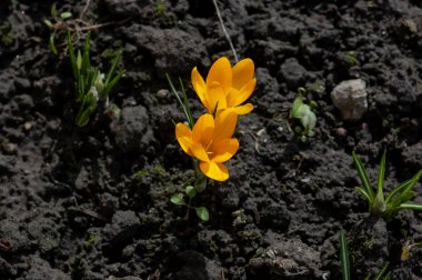Hollanda sarısı krokusu yakın plan. Çiçek açan çuha çiçekleri. Crocus yerde. Bahar, ilk çiçekler, timsahlar, sarı bahar çiçekleri. Yaşasın ilkbahar. Bahar geldi, Mart.
