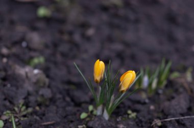Hollanda sarısı krokusu yakın plan. Çiçek açan çuha çiçekleri. Crocus yerde. Bahar, ilk çiçekler, timsahlar, sarı bahar çiçekleri. Yaşasın ilkbahar. Bahar geldi, Mart.