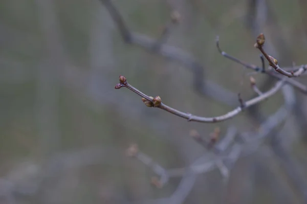 Mart Ağaç Dallarında Tomurcuklar Tomurcukları Olan Ağaç Dalı Bahar Açık — Stok fotoğraf
