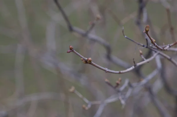 Φυτά Κλαδιά Δέντρων Τον Μάρτιο Δέντρο Κλαδί Μπουμπούκια Φόντο Άνοιξη — Φωτογραφία Αρχείου