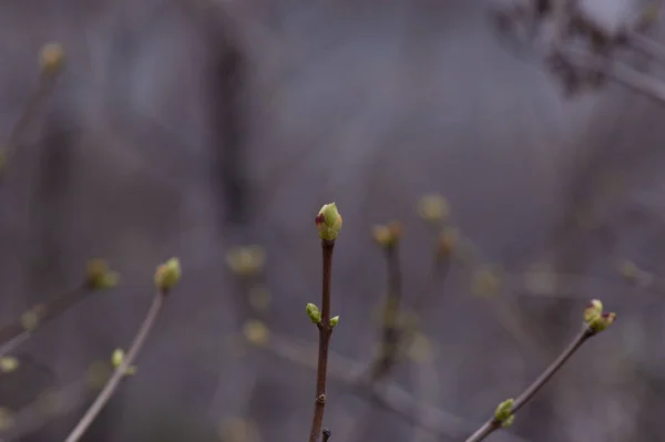 Buds Galhos Árvore Março Ramo Árvore Com Botões Fundo Primavera — Fotografia de Stock