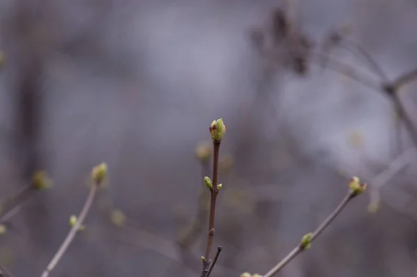 Buds Galhos Árvore Março Ramo Árvore Com Botões Fundo Primavera — Fotografia de Stock