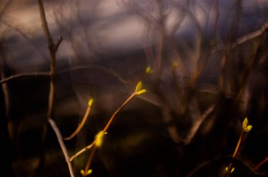 Mart 'ta ağaç dallarında tomurcuklar. Tomurcukları olan ağaç dalı, bahar. Açık havada yumuşak arka planda bahar ağacı dalları. Çiçek arkaplan. Hafif narin sanatsal resim.