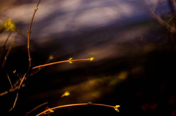 Бульбашки Гілках Дерев Березні Гілка Дерева Фоном Бруньок Весна Зображення — стокове фото