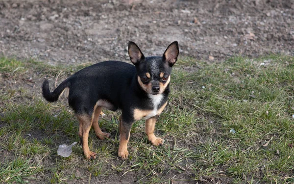 Cane Compagnia Cammina Strada Cane Chihuahua Una Passeggiata Chihuahua Nero — Foto Stock