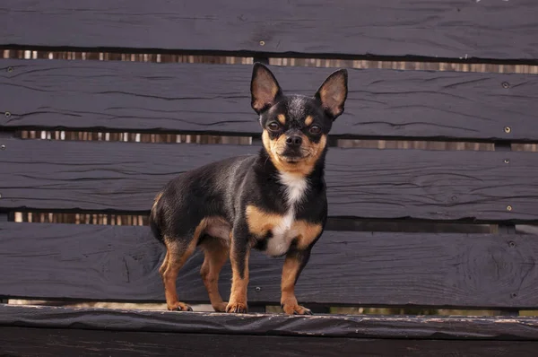 Pet dog walks on the street. Chihuahua dog for a walk. Chihuahua black, brown and white. Cute puppy on a walk. Dog in the garden or in the park Well groomed dog Chihuahua mini smooth haired