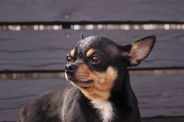 Hondenloopjes Straat Chihuahua Hond Voor Een Wandeling Chihuahua Zwart Bruin — Stockfoto