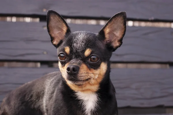 Perro Mascota Pasea Por Calle Chihuahua Perro Dar Paseo Chihuahua —  Fotos de Stock