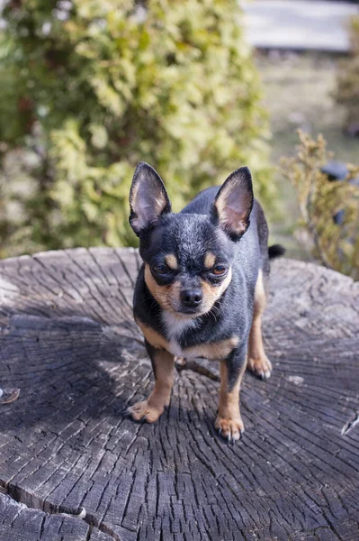Pet dog walks on the street. Chihuahua dog for a walk. Chihuahua black, brown and white. Cute puppy on a walk. Dog in the garden or in the park Well groomed dog Chihuahua mini smooth haired