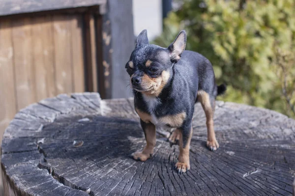 ペット犬が通りを歩いている 散歩のChihuahua犬 Chihuahua黒 茶色と白 散歩中の可愛い子犬 庭や公園で犬よく手入れの行き届いた犬Chihuahuaミニ滑らかな髪 — ストック写真