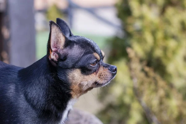 Pet dog walks on the street. Chihuahua dog for a walk. Chihuahua black, brown and white. Cute puppy on a walk. Dog in the garden or in the park Well groomed dog Chihuahua mini smooth haired