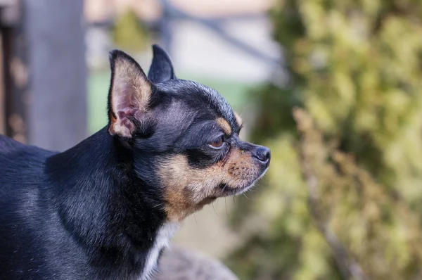 Pet dog walks on the street. Chihuahua dog for a walk. Chihuahua black, brown and white. Cute puppy on a walk. Dog in the garden or in the park Well groomed dog Chihuahua mini smooth haired