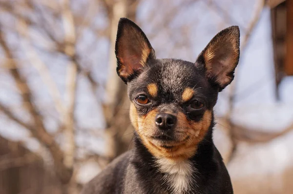 Cão Estimação Anda Rua Chihuahua Cão Para Uma Caminhada Chihuahua — Fotografia de Stock