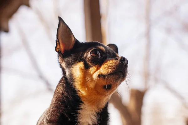 宠物狗在街上散步 奇瓦瓦犬散步 奇瓦瓦黑色 棕色和白色 可爱的小狗在散步 狗在花园里还是在公园里整整齐齐整整整齐齐的狗 — 图库照片