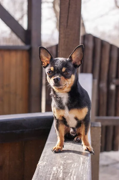 Pies Spaceruje Ulicy Chihuahua Pies Spacer Chihuahua Czarny Brązowy Biały — Zdjęcie stockowe