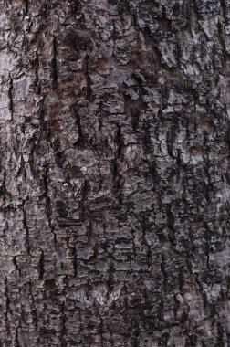 Tahta doku. Ağaç kabuğunun dokusu. Tasarımcıların faturası. Geçmişi. Ağaç. Havla