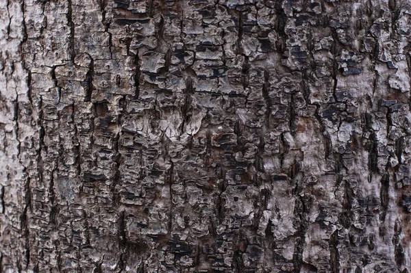 Holzstruktur Die Textur Der Baumrinde Die Rechnung Für Designer Hintergrund — Stockfoto