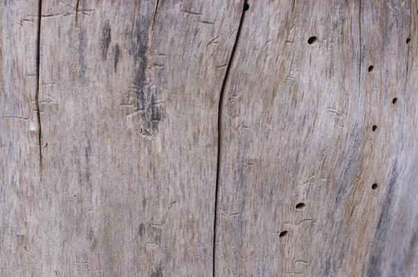 Wooden Texture Texture Tree Bark Invoice Designers Background Tree Bark — Stock Photo, Image