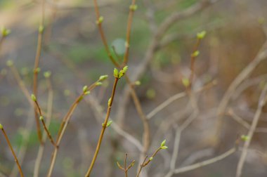 Mart 'ta ağaç dallarında tomurcuklar. Tomurcukları olan ağaç dalı, bahar. Açık havada yumuşak arka planda bahar ağacı dalları. Çiçek arkaplan. Hafif narin sanatsal resim.