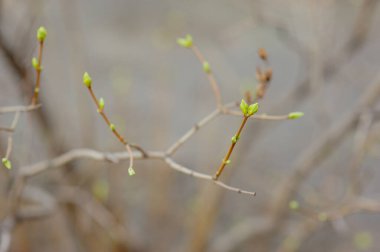 Mart 'ta ağaç dallarında tomurcuklar. Tomurcukları olan ağaç dalı, bahar. Açık havada yumuşak arka planda bahar ağacı dalları. Çiçek arkaplan. Hafif narin sanatsal resim.