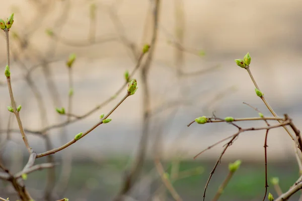 Brotes Ramas Árboles Marzo Rama Del Árbol Con Brotes Fondo — Foto de Stock