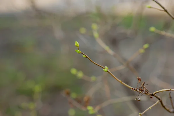 Mart Ağaç Dallarında Tomurcuklar Tomurcukları Olan Ağaç Dalı Bahar Açık — Stok fotoğraf