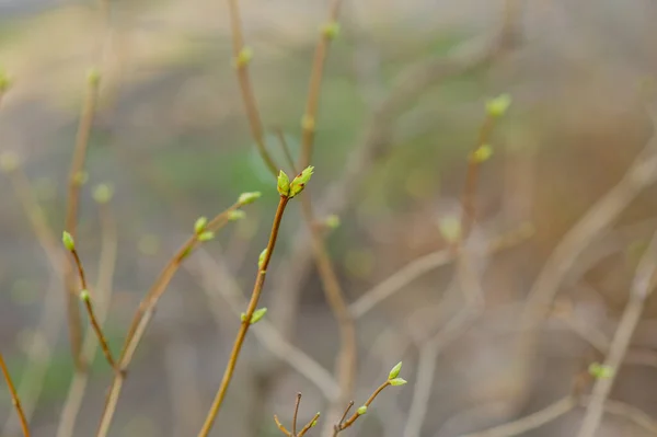 Brotes Ramas Árboles Marzo Rama Del Árbol Con Brotes Fondo — Foto de Stock