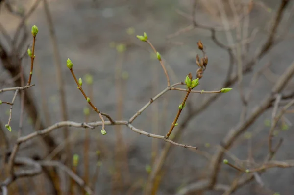 Brotes Ramas Árboles Marzo Rama Del Árbol Con Brotes Fondo — Foto de Stock