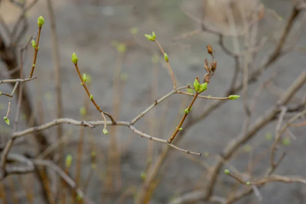 Φυτά Κλαδιά Δέντρων Τον Μάρτιο Δέντρο Κλαδί Μπουμπούκια Φόντο Άνοιξη — Φωτογραφία Αρχείου