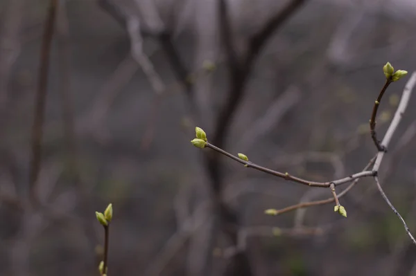 Knospen Ästen März Zweig Mit Knospen Hintergrund Frühling Bild Frühlingsbaumzweig — Stockfoto