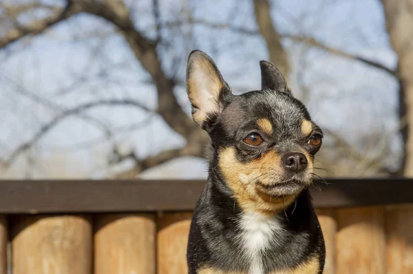 ペット犬が通りを歩いている 散歩のChihuahua犬 Chihuahua黒 茶色と白 散歩中の可愛い子犬 庭や公園で犬よく手入れの行き届いた犬Chihuahuaミニ滑らかな髪 — ストック写真