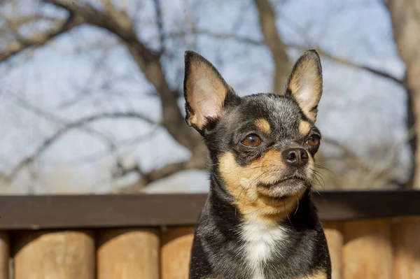 ペット犬が通りを歩いている 散歩のChihuahua犬 Chihuahua黒 茶色と白 散歩中の可愛い子犬 庭や公園で犬よく手入れの行き届いた犬Chihuahuaミニ滑らかな髪 — ストック写真