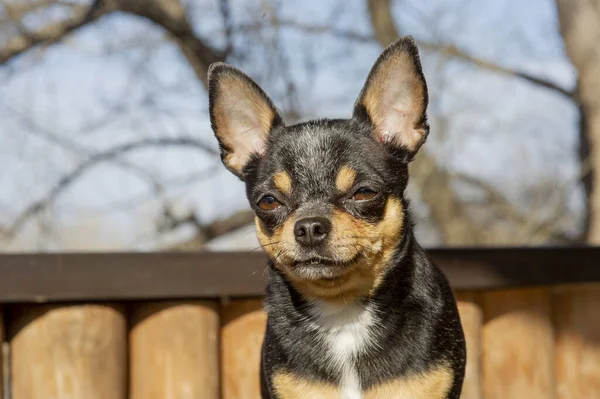 宠物狗在街上散步 奇瓦瓦犬散步 奇瓦瓦黑色 棕色和白色 可爱的小狗在散步 狗在花园里还是在公园里整整齐齐整整整齐齐的狗 — 图库照片