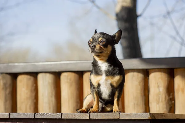 Hondenloopjes Straat Chihuahua Hond Voor Een Wandeling Chihuahua Zwart Bruin — Stockfoto