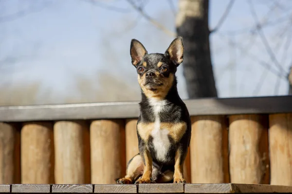 Câinele Companie Merge Stradă Chihuahua Câine Pentru Plimbare Chihuahua Negru — Fotografie, imagine de stoc