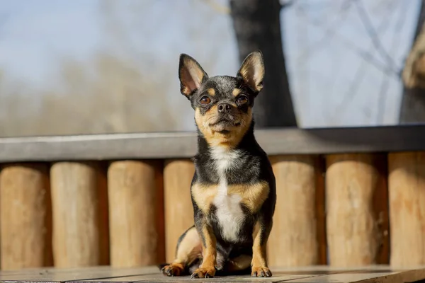 Pies Spaceruje Ulicy Chihuahua Pies Spacer Chihuahua Czarny Brązowy Biały — Zdjęcie stockowe