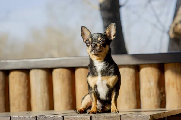 Chien Compagnie Promenades Dans Rue Chihuahua Chien Pour Une Promenade — Photo