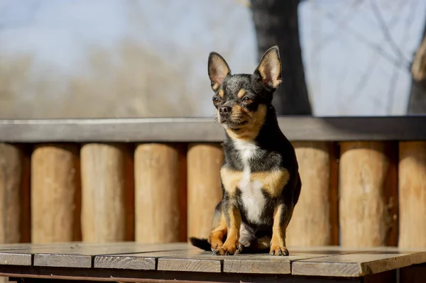 Pies Spaceruje Ulicy Chihuahua Pies Spacer Chihuahua Czarny Brązowy Biały — Zdjęcie stockowe