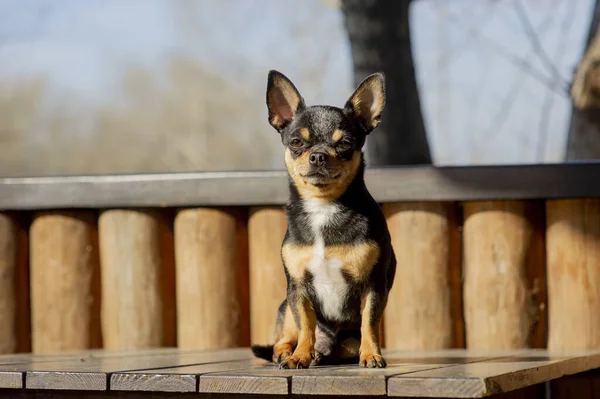 Pies Spaceruje Ulicy Chihuahua Pies Spacer Chihuahua Czarny Brązowy Biały — Zdjęcie stockowe