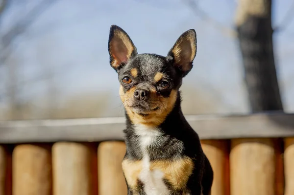 ペット犬が通りを歩いている 散歩のChihuahua犬 Chihuahua黒 茶色と白 散歩中の可愛い子犬 庭や公園で犬よく手入れの行き届いた犬Chihuahuaミニ滑らかな髪 — ストック写真