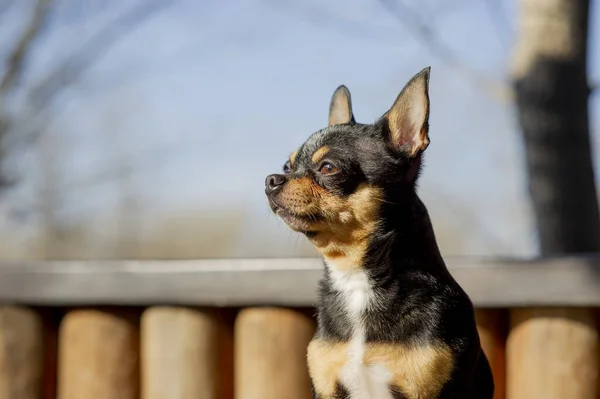 Hondenloopjes Straat Chihuahua Hond Voor Een Wandeling Chihuahua Zwart Bruin — Stockfoto