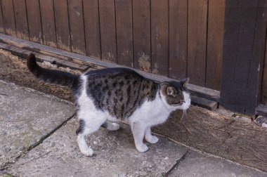 Beyaz benekli bir sokak kedisi çitin üzerinde oturuyor. Kedi, yürü, sokak, bahar. Kedilerin baharı. Güneşli bir gün Beyaz Kedi çitin üstünde. Sokakta beyaz-gri kedi.