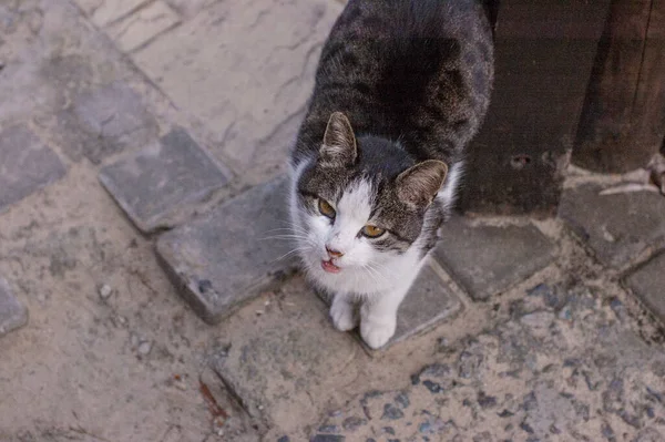 A white spotted street cat sits on a fence. Cat, walk, street, spring. Spring in cats. sunny dayWhite cat is on the fence. White-gray cat on the street.