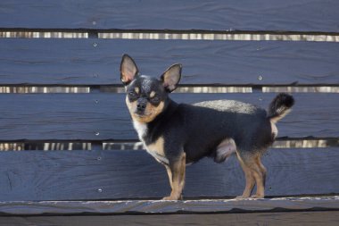 Evcil köpek sokakta yürüyor. Chihuahua köpeği yürüyüşe çıktı. Chihuahua siyah, kahverengi ve beyaz. Yürüyüşe çıkmış şirin bir köpek yavrusu. Bahçedeki ya da parktaki köpek İyi yetiştirilmiş köpek Chihuahua mini pürüzsüz saçlı