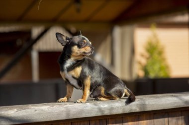 Evcil köpek sokakta yürüyor. Chihuahua köpeği yürüyüşe çıktı. Chihuahua siyah, kahverengi ve beyaz. Yürüyüşe çıkmış şirin bir köpek yavrusu. Bahçedeki ya da parktaki köpek İyi yetiştirilmiş köpek Chihuahua mini pürüzsüz saçlı