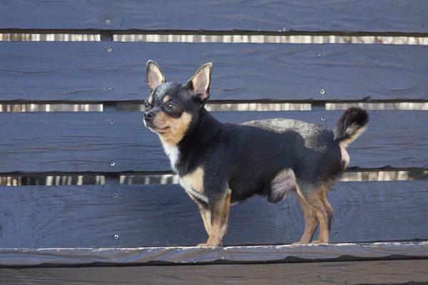 宠物狗在街上散步 奇瓦瓦犬散步 奇瓦瓦黑色 棕色和白色 可爱的小狗在散步 狗在花园里还是在公园里整整齐齐整整整齐齐的狗 — 图库照片