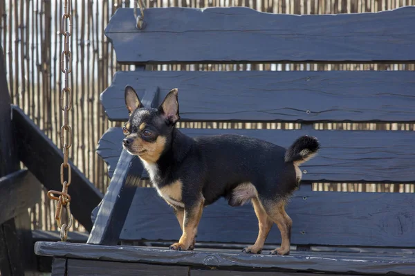 宠物狗在街上散步 奇瓦瓦犬散步 奇瓦瓦黑色 棕色和白色 可爱的小狗在散步 狗在花园里还是在公园里整整齐齐整整整齐齐的狗 — 图库照片