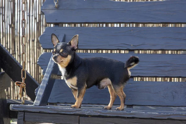 Cane Compagnia Cammina Strada Cane Chihuahua Una Passeggiata Chihuahua Nero — Foto Stock